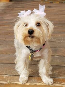 Medium Photo #1 Yorkshire Terrier Puppy For Sale in TUCSON, AZ, USA