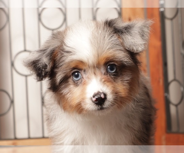 Medium Photo #1 Aussiedoodle Toy Puppy For Sale in NAPLES, FL, USA