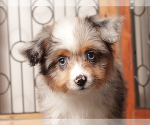 Aussiedoodle Toy Litter for sale in NAPLES, FL, USA