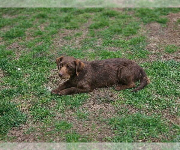 Medium Photo #4 Labrador Retriever-Unknown Mix Puppy For Sale in Aurora, IN, USA