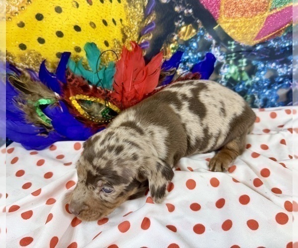Medium Photo #12 Dachshund Puppy For Sale in CASSVILLE, MO, USA