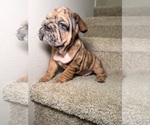 Puppy Cookie French Bulldog