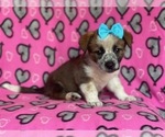 Small Photo #11 Cowboy Corgi Puppy For Sale in LAKELAND, FL, USA