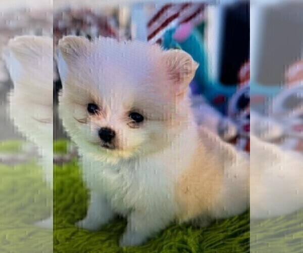 Medium Photo #25 Pomeranian Puppy For Sale in PEMBROKE PINES, FL, USA