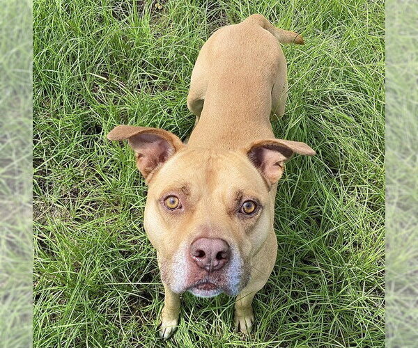 Medium Photo #2 Staffordshire Bull Terrier Puppy For Sale in Ocala, FL, USA