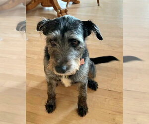 Mutt Dogs for adoption in Andover, MN, USA