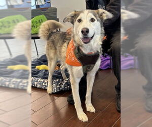Alaskan Malamute-Unknown Mix Dogs for adoption in Minneapolis, MN, USA