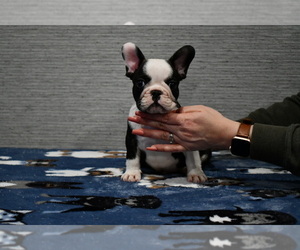 French Bulldog Puppy for Sale in GRAHAM, Washington USA