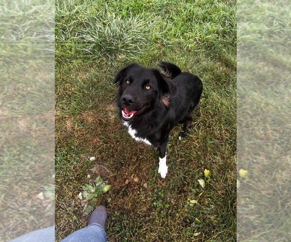 Medium Photo #2 Border Collie-Siberian Husky Mix Puppy For Sale in Pierceton , IN, USA