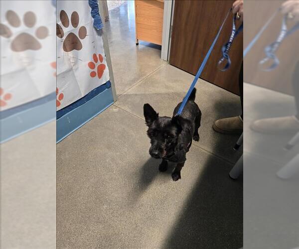 Medium Photo #1 - Mix Puppy For Sale in Houston, TX, USA