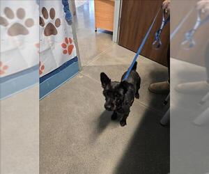 - Mix Dogs for adoption in Houston, TX, USA