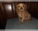Small Photo #2 Cavalier King Charles Spaniel Puppy For Sale in HOWLAND, OH, USA