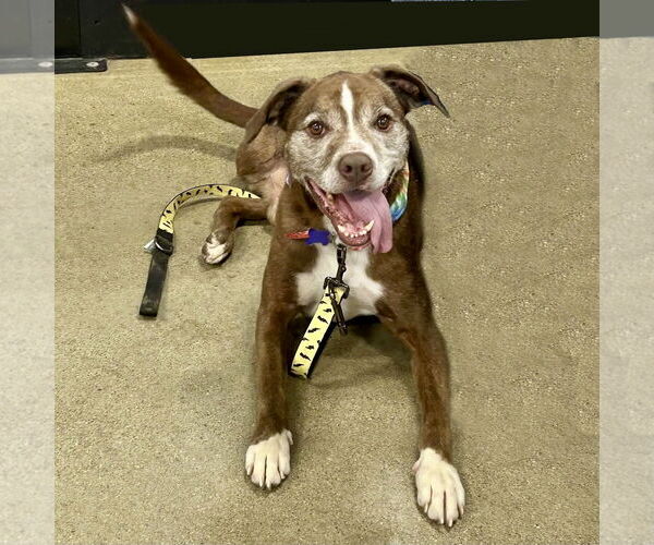 Medium Photo #1 American Pit Bull Terrier-Staffordshire Bull Terrier Mix Puppy For Sale in Batavia, OH, USA