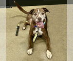 Small American Pit Bull Terrier-Staffordshire Bull Terrier Mix
