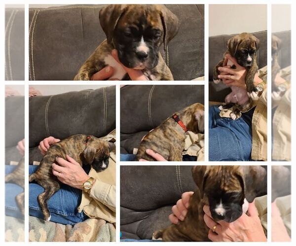 Medium Photo #1 Boxer Puppy For Sale in ROLLA, MO, USA