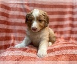 Small Photo #24 Australian Shepherd Puppy For Sale in LAKELAND, FL, USA