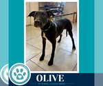 Small #1 Labrador Retriever Mix