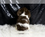 Small Photo #106 Dachshund Puppy For Sale in WARSAW, IN, USA