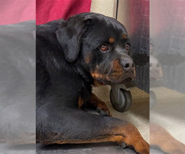 Medium Photo #1 Rottweiler Puppy For Sale in Riverside, CA, USA