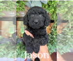 Small #2 Goldendoodle