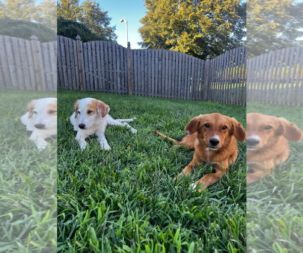 Medium Photo #3 Pyrenees Border Collie Puppy For Sale in Oakhurst, NJ, USA