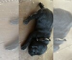 Small Photo #9 Labrador Retriever Puppy For Sale in DOUGLAS, GA, USA