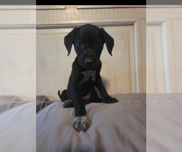 Medium Photo #4 Mutt Puppy For Sale in MIDWAY, UT, USA