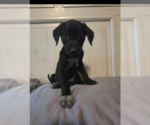 Small Photo #4 Mutt Puppy For Sale in MIDWAY, UT, USA