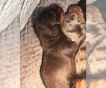 Puppy Puppy 4 Dachshund
