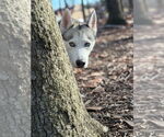 Small #2 Siberian Husky