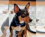 Small #1 Welsh Corgi Mix