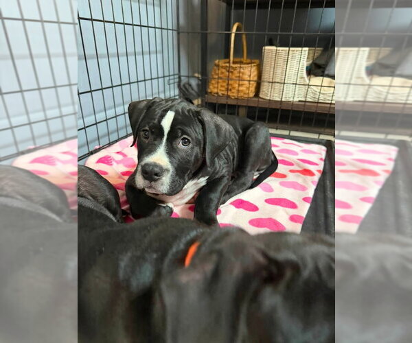 Medium Photo #1 Labrador Retriever-Unknown Mix Puppy For Sale in Claremore, OK, USA