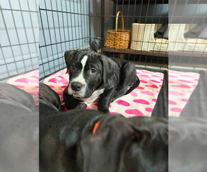 Labrador Retriever-Unknown Mix Dogs for adoption in Claremore, OK, USA