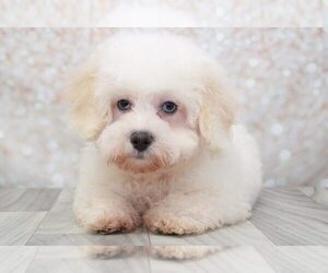 Poodle (Miniature) Puppy for sale in MARIETTA, GA, USA