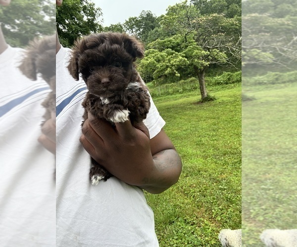 Medium Photo #3 YorkiePoo Puppy For Sale in VANCEBURG, KY, USA