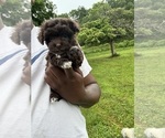 Small #2 YorkiePoo
