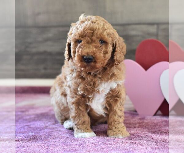 Medium Photo #6 Miniature Labradoodle Puppy For Sale in MILL HALL, PA, USA