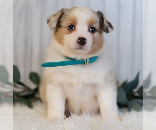 Medium Photo #4 Miniature Australian Shepherd Puppy For Sale in REBERSBURG, PA, USA