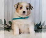 Small #3 Miniature Australian Shepherd
