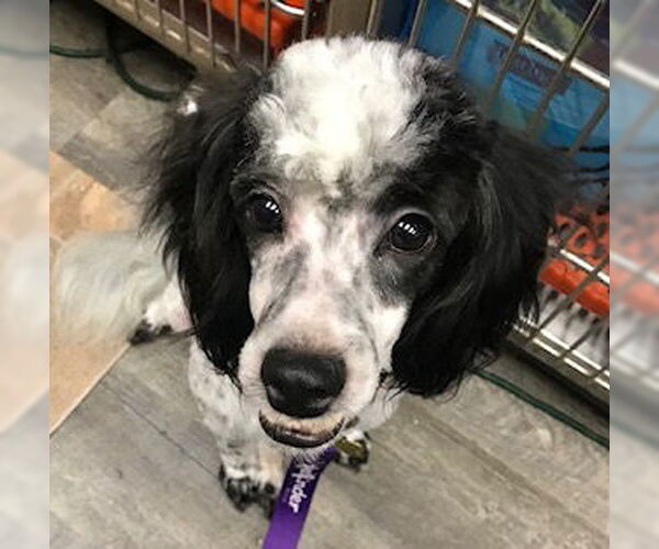 Medium Photo #11 Poodle (Miniature) Puppy For Sale in Lincolnwood, IL, USA