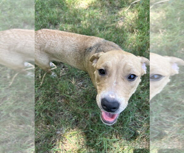 Medium Photo #4 American Pit Bull Terrier-Unknown Mix Puppy For Sale in FRAMINGHAM, MA, USA
