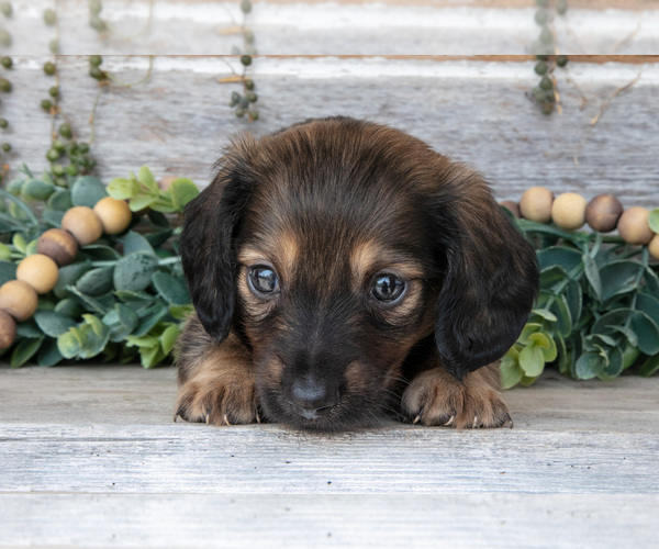 Medium Photo #10 Dachshund Puppy For Sale in NAPPANEE, IN, USA