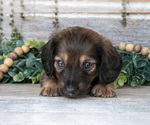 Small Photo #10 Dachshund Puppy For Sale in NAPPANEE, IN, USA