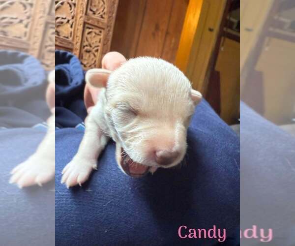 Medium Photo #1 Chihuahua-Unknown Mix Puppy For Sale in New York, NY, USA