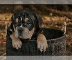 Puppy Puppy 6 American Bully