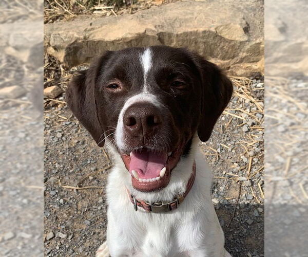 Medium Photo #2 Brittany-Unknown Mix Puppy For Sale in Curwensville, PA, USA