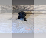 Puppy Black Female 2 Great Dane