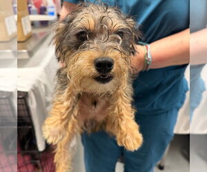Mutt Dogs for adoption in Lawrenceville, NJ, USA