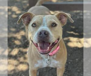 Mutt Dogs for adoption in San Antonio, TX, USA