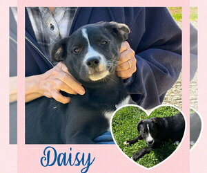 Mutt Dogs for adoption in White Bluff, TN, USA